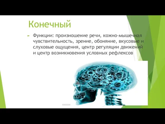 Конечный Функции: произношение речи, кожно-мышечная чувствительность, зрение, обоняние, вкусовые и слуховые