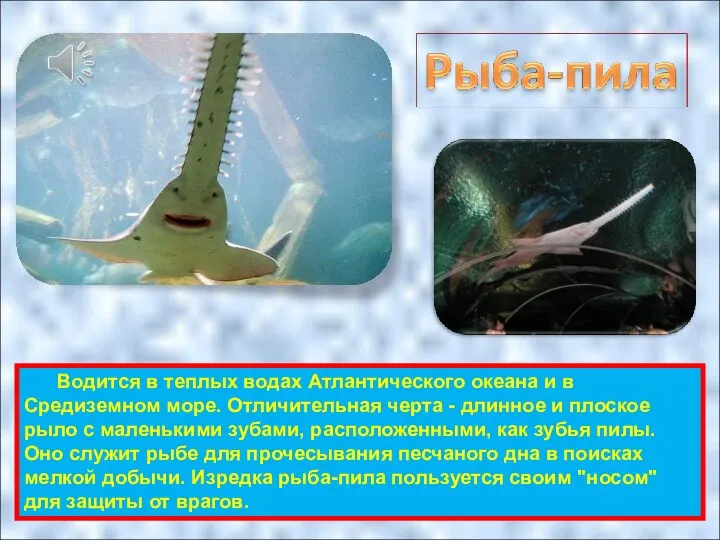 Водится в теплых водах Атлантического океана и в Средиземном море. Отличительная