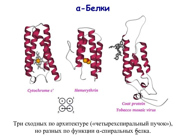 α-Белки Три сходных по архитектуре («четырехспиральный пучок»), но разных по функции α-спиральных белка.