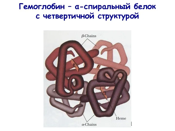 Гемоглобин – α-спиральный белок с четвертичной структурой