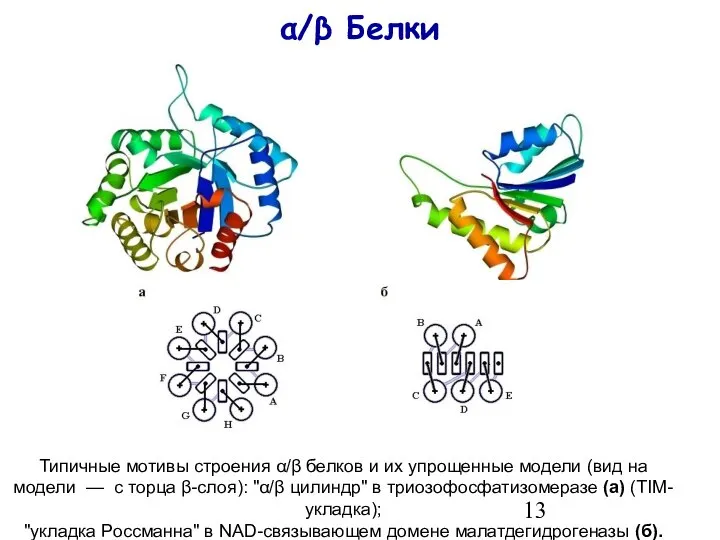 α/β Белки Типичные мотивы строения α/β белков и их упрощенные модели