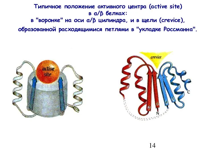 Типичное положение активного центра (active site) в α/β белках: в "воронке"