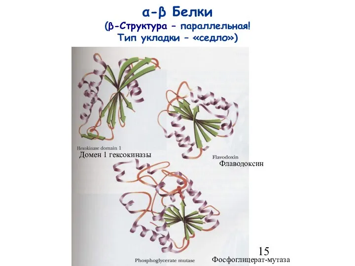 α-β Белки (β-Структура – параллельная! Тип укладки – «седло») Домен 1 гексокиназы Флаводоксин Фосфоглицерат-мутаза