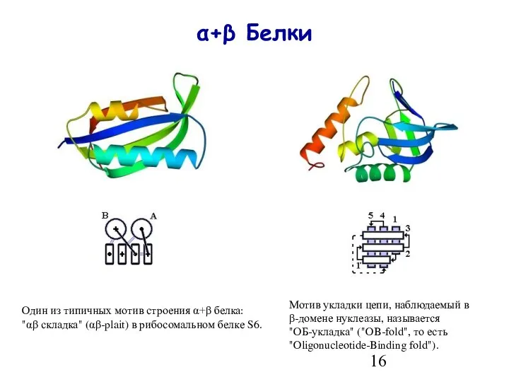 α+β Белки Один из типичных мотив строения α+β белка: "αβ складка"