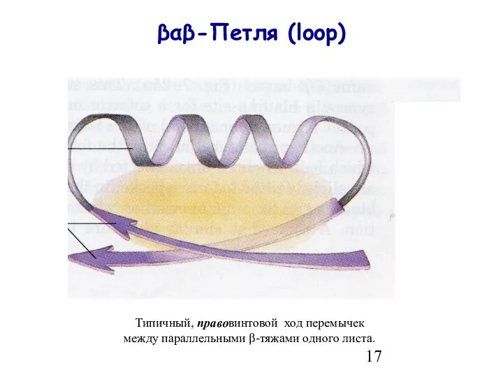 βαβ-Петля (loop) Типичный, правовинтовой ход перемычек между параллельными β-тяжами одного листа.