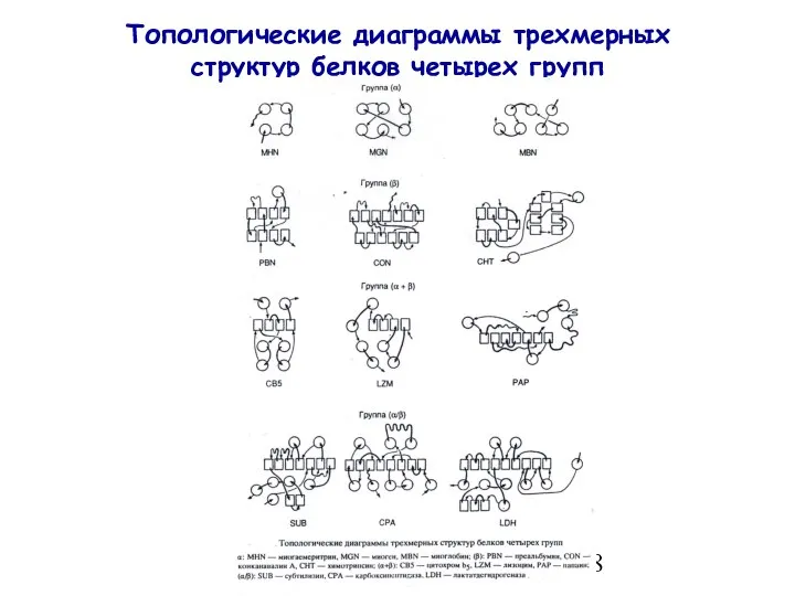Топологические диаграммы трехмерных структур белков четырех групп
