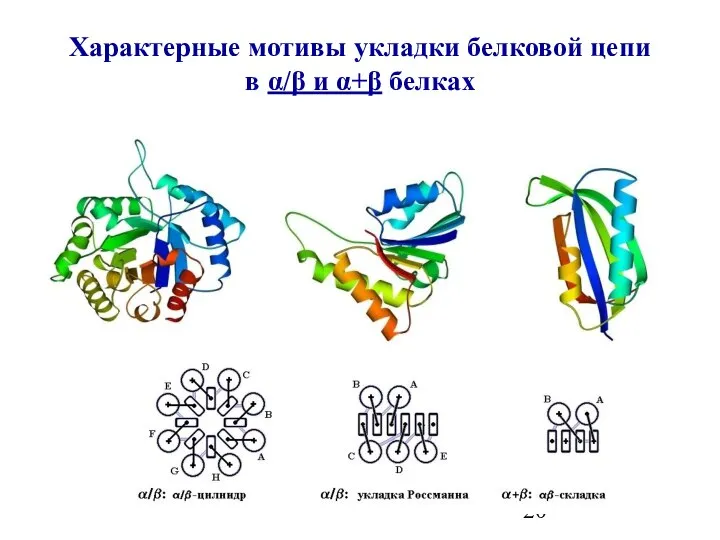 Характерные мотивы укладки белковой цепи в α/β и α+β белках