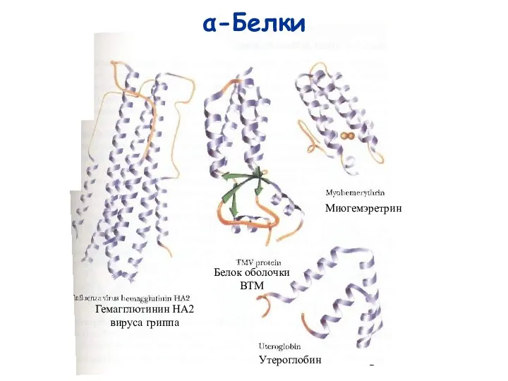 α-Белки Гемагглютинин HA2 вируса гриппа Белок оболочки ВТМ Миогемэретрин Утероглобин