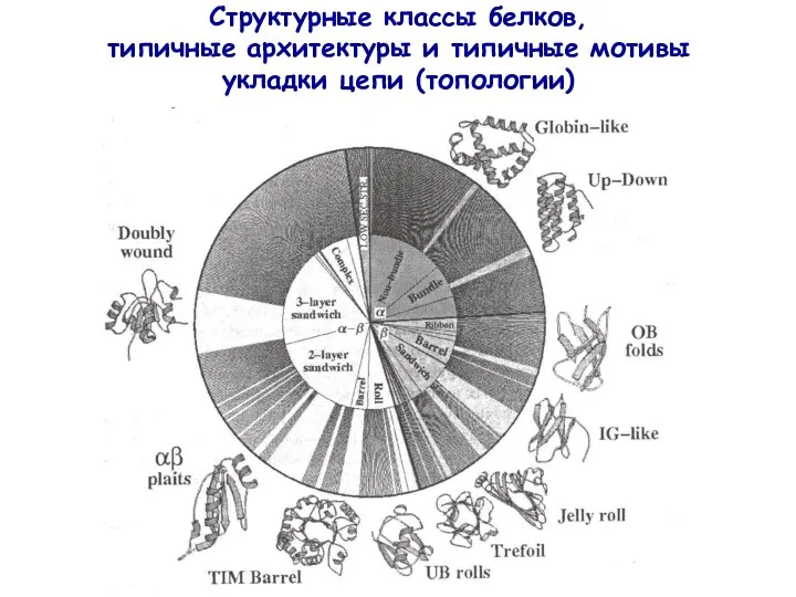 Структурные классы белков, типичные архитектуры и типичные мотивы укладки цепи (топологии)