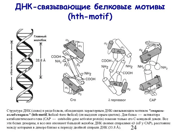 ДНК-связывающие белковые мотивы (hth-motif) Структура ДНК (слева) и ряда белков, обладающих