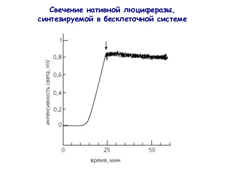 Свечение нативной люциферазы, синтезируемой в бесклеточной системе