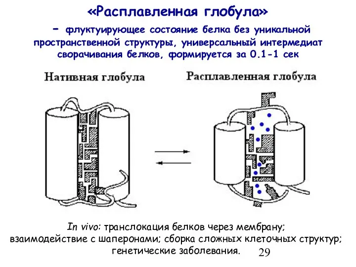 «Расплавленная глобула» - флуктуирующее состояние белка без уникальной пространственной структуры, универсальный