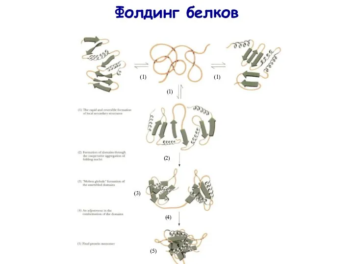 Фолдинг белков (1) (1) (1) (2) (3) (4) (5)