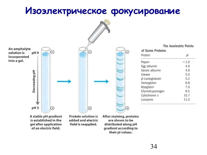 Изоэлектрическое фокусирование