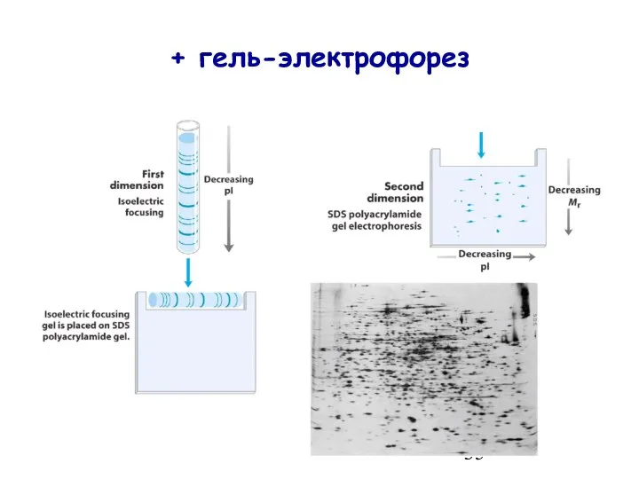 + гель-электрофорез