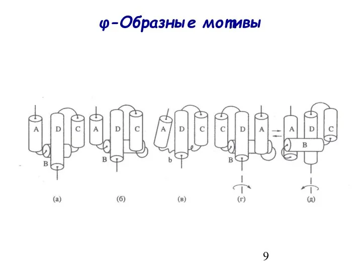 φ-Образные мотивы