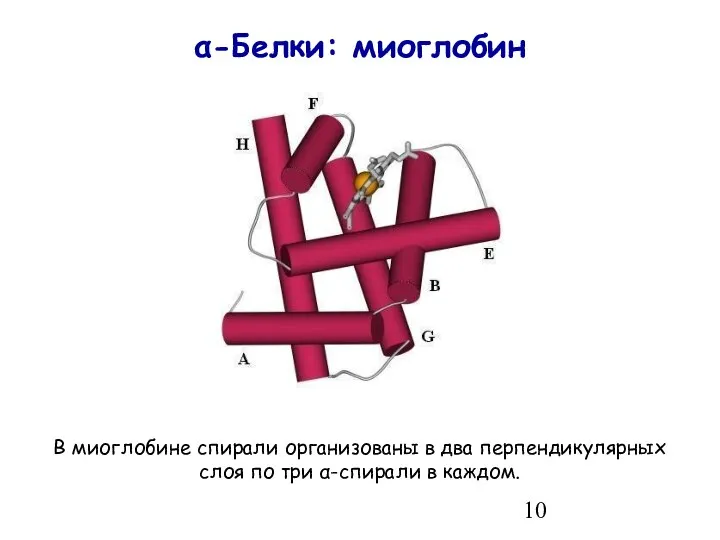 α-Белки: миоглобин В миоглобине спирали организованы в два перпендикулярных слоя по три α-спирали в каждом.
