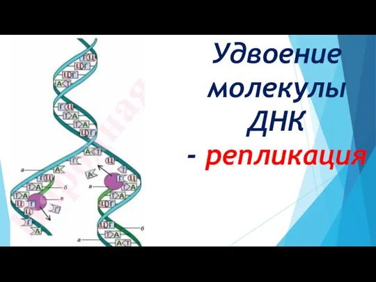 Удвоение молекулы ДНК - репликация