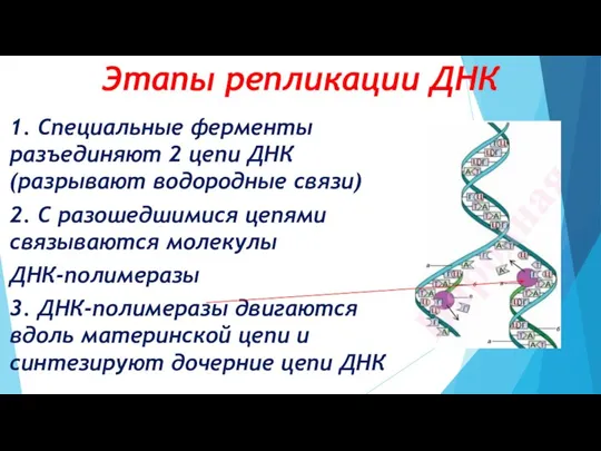Этапы репликации ДНК 1. Специальные ферменты разъединяют 2 цепи ДНК (разрывают