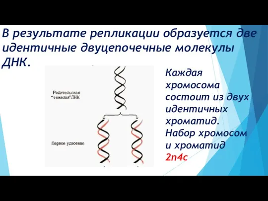 В результате репликации образуется две идентичные двуцепочечные молекулы ДНК. Каждая хромосома