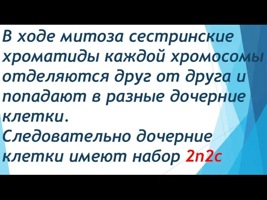 В ходе митоза сестринские хроматиды каждой хромосомы отделяются друг от друга