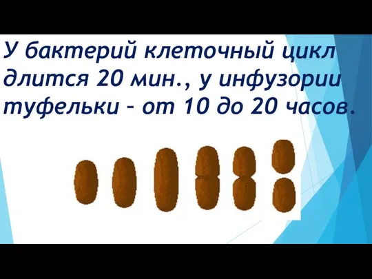 У бактерий клеточный цикл длится 20 мин., у инфузории туфельки – от 10 до 20 часов.