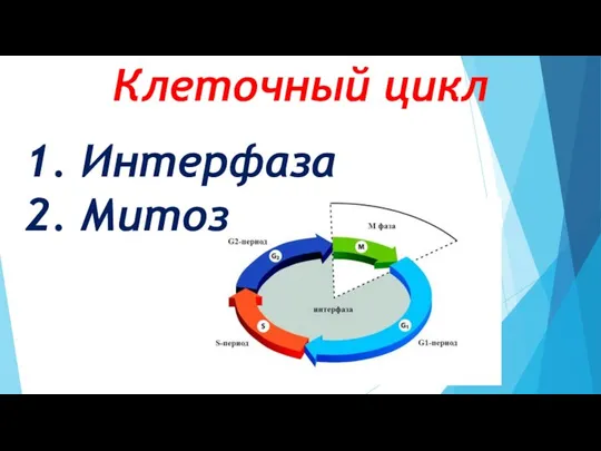 Клеточный цикл 1. Интерфаза 2. Митоз