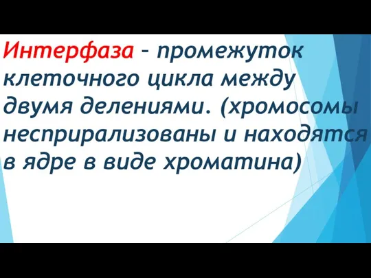 Интерфаза – промежуток клеточного цикла между двумя делениями. (хромосомы несприрализованы и