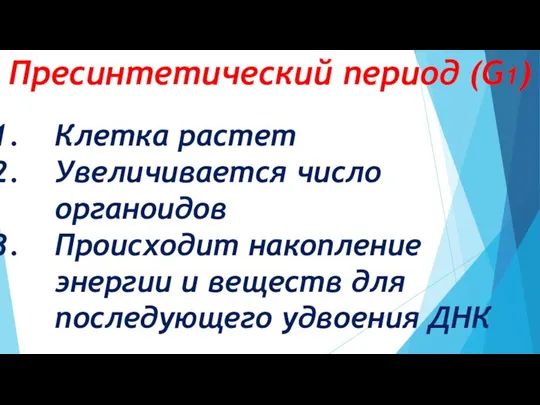 Пресинтетический период (G1) Клетка растет Увеличивается число органоидов Происходит накопление энергии