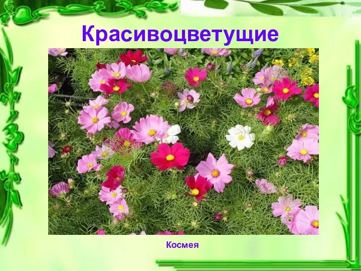 Красивоцветущие Космея