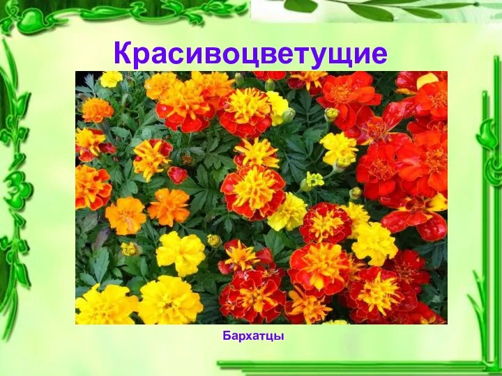 Красивоцветущие Бархатцы