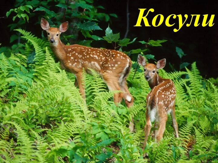 Косули