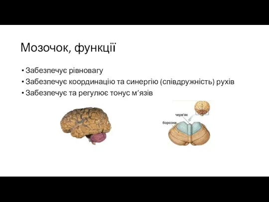 Мозочок, функції Забезпечує рівновагу Забезпечує координацію та синергію (співдружність) рухів Забезпечує та регулює тонус м’язів