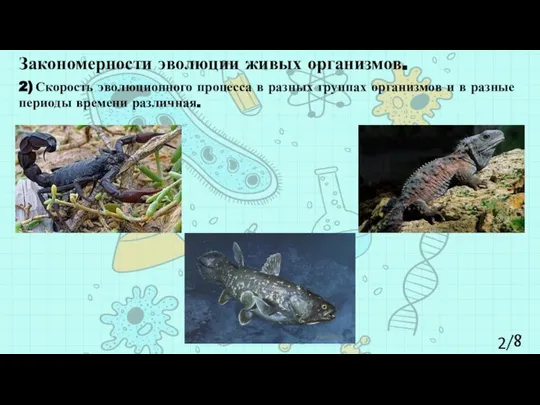 2/8 Закономерности эволюции живых организмов. 2) Скорость эволюционного процесса в разных