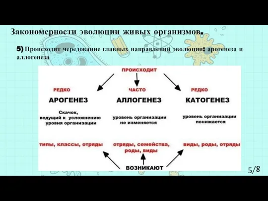 5/8 Закономерности эволюции живых организмов. 5) Происходит чередование главных направлений эволюции: арогенеза и аллогенеза