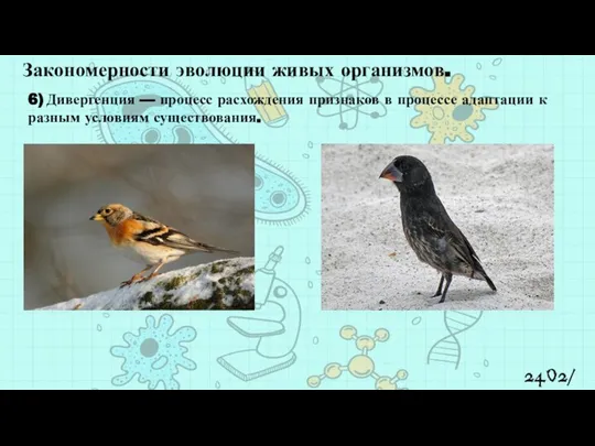 2402/8 Закономерности эволюции живых организмов. 6) Дивергенция — процесс расхождения признаков