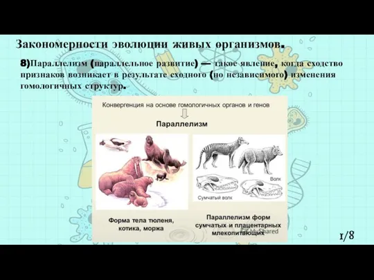 1/8 Закономерности эволюции живых организмов. 8)Параллелизм (параллельное развитие) — такое явление,