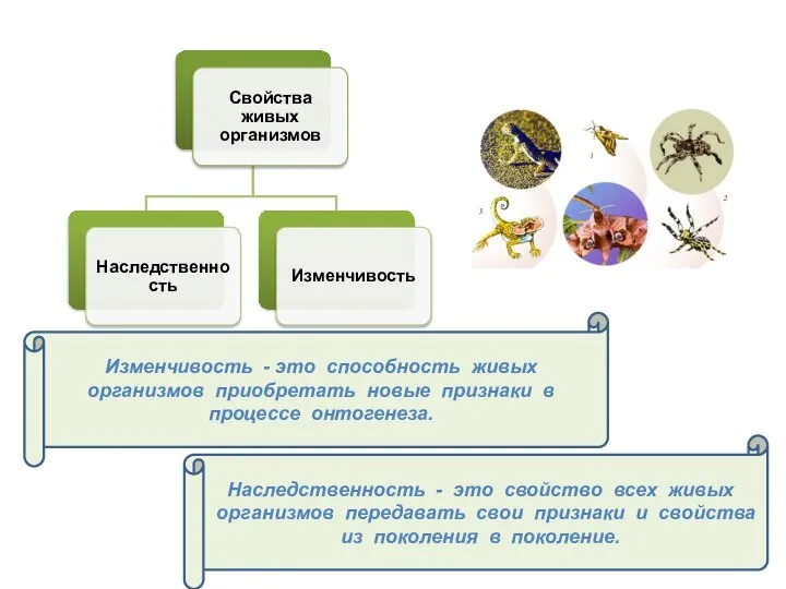 Изменчивость - это способность живых организмов приобретать новые признаки в процессе