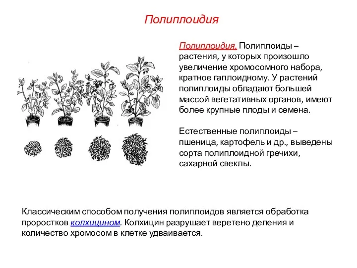 Полиплоидия. Полиплоиды – растения, у которых произошло увеличение хромосомного набора, кратное