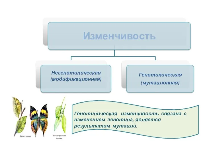 Генотипическая изменчивость связана с изменением генотипа, является результатом мутаций.