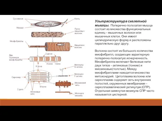 Ультраструктура скелетной мышцы. Поперечно-полосатая мышца состоит из множества функциональных единиц –