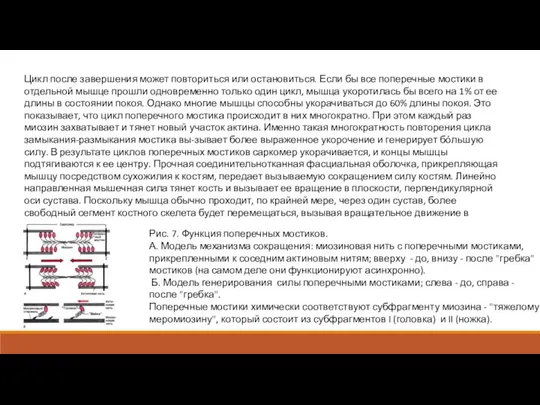 Цикл после завершения может повториться или остановиться. Если бы все поперечные