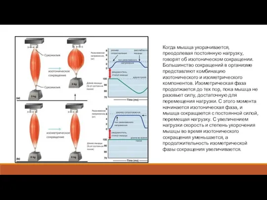 Когда мышца укорачивается, преодолевая постоянную нагрузку, говорят об изотоническом сокращении. Большинство