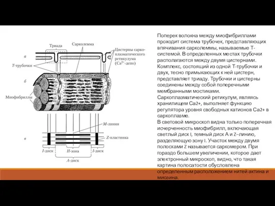 Поперек волокна между миофибриллами проходит система трубочек, представляющих впячивания сарколеммы, называемые