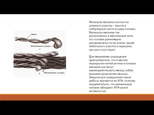 Молекула миозина состоит из длинного участка – хвоста и глобулярной части