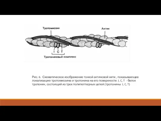 Рис. 6. Схематическое изображение тонкой актиновой нити , показывающее локализацию тропомиозина