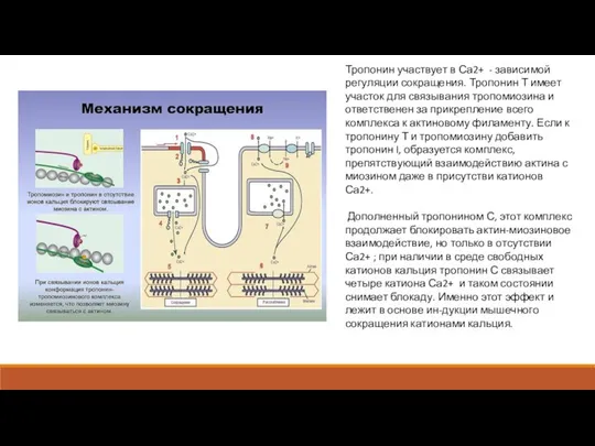 Тропонин участвует в Са2+ - зависимой регуляции сокращения. Тропонин Т имеет