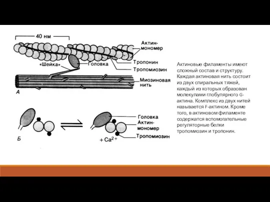 Актиновые филаменты имеют сложный состав и структуру. Каждая актиновая нить состоит