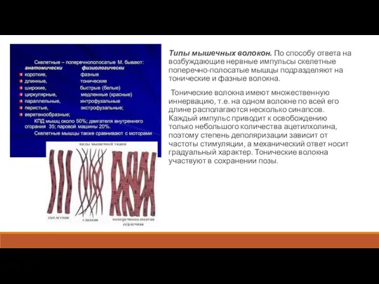 Типы мышечных волокон. По способу ответа на возбуждающие нервные импульсы скелетные