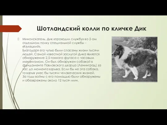 Шотландский колли по кличке Дик Миноискатель. Дик «проходил службу» во 2-ом